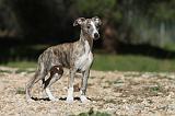 WHIPPET 086
